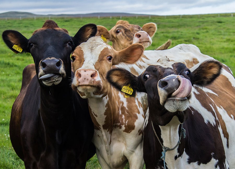 Aisling O'Loughlin: Are animals fighting back with viruses to 'stop the butchery'?