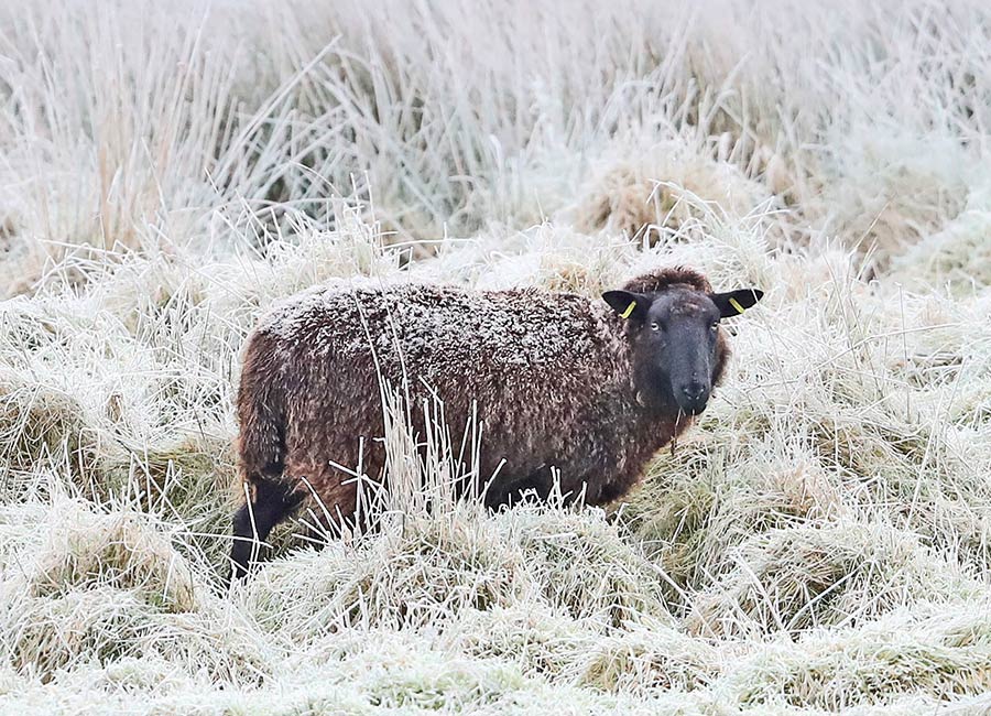 Met Eireann issues snow-ice warning for these 22 counties