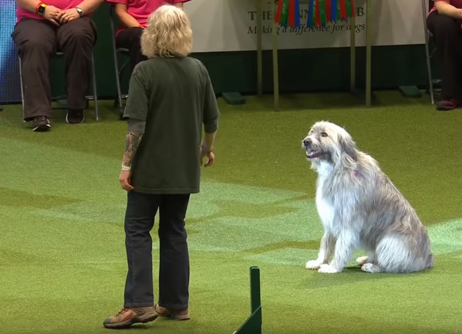 WATCH: Rebellious rescue dog steals the show at Crufts AGAIN
