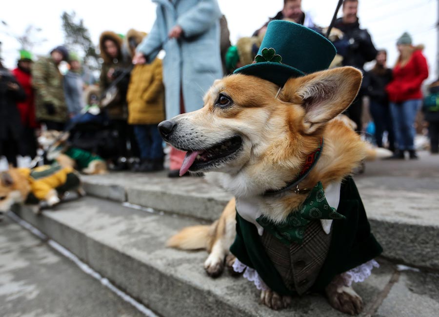 St Patrick's Day 2019 in pictures: See how the whole world is celebrating