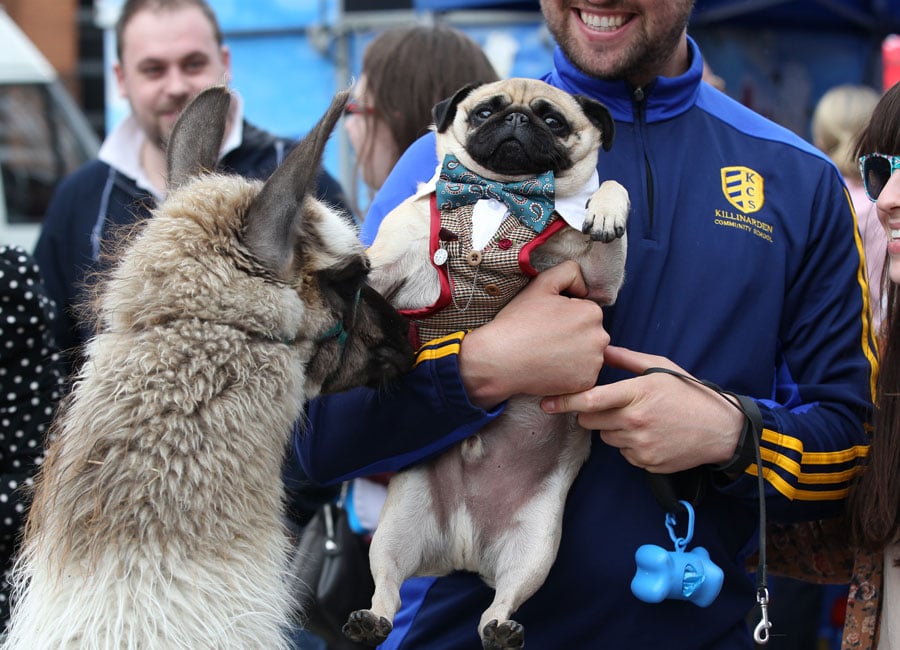 Calling all animal lovers! Pets in the City is back this month