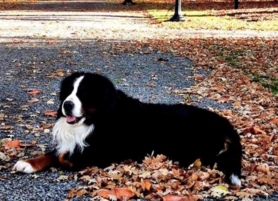WATCH: President Michael D Higgin's dog crashes a press conference for a belly rub