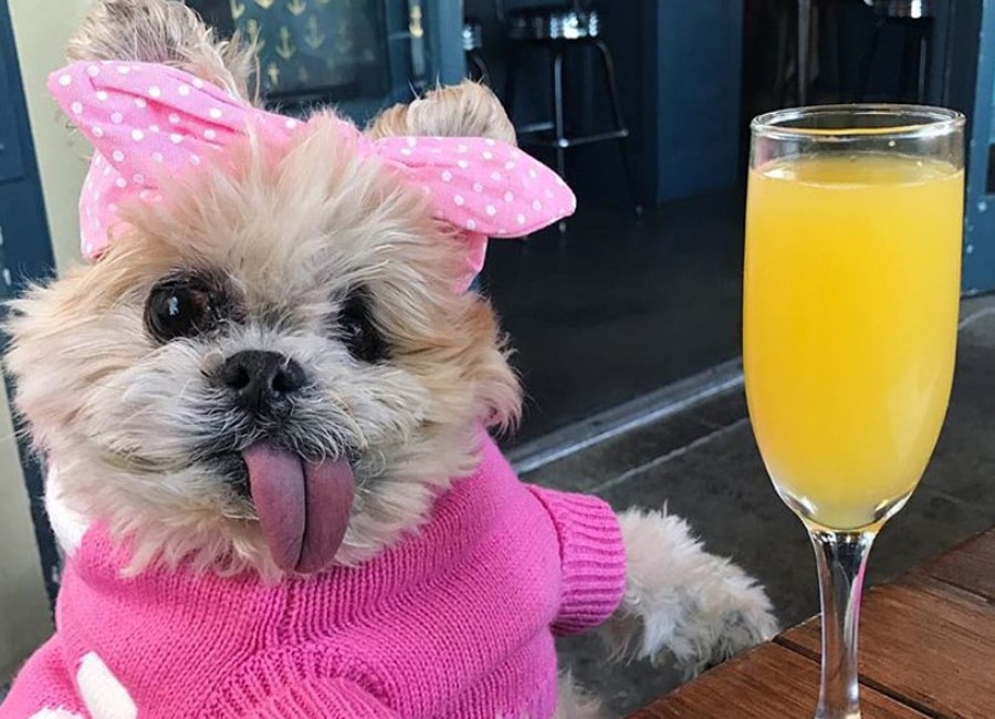 Instagram sensation Marnie the Shih-Tzu dies aged 18