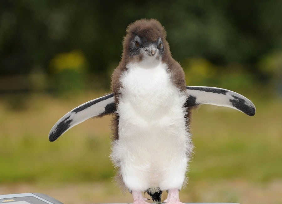 WATCH: On World Penguin Day Edinburgh Zoo welcomes cute new chicks