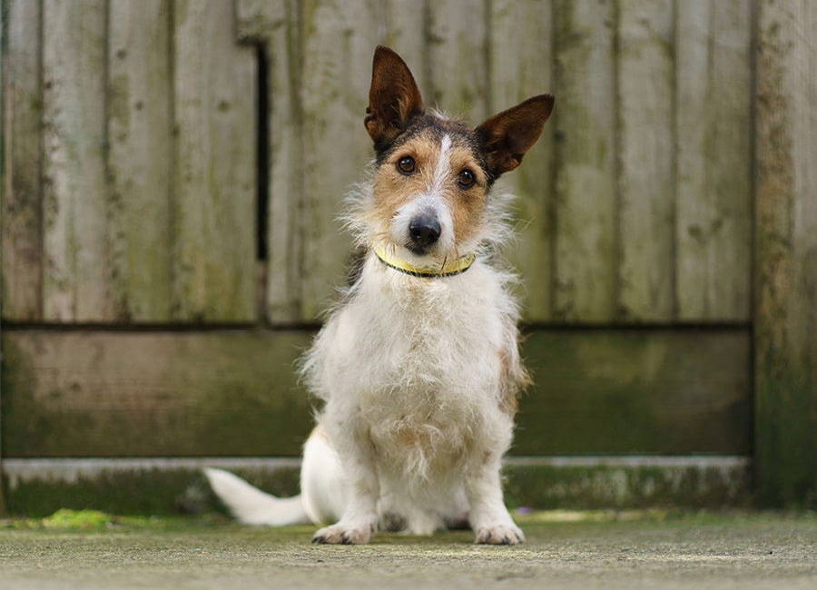 Number of abandoned pets more than doubles in last two months