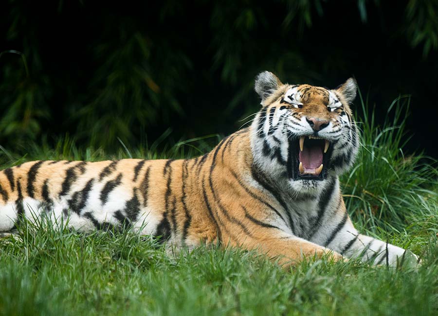 €3 million funding for Dublin Zoo and Fota Wildlife Park announced