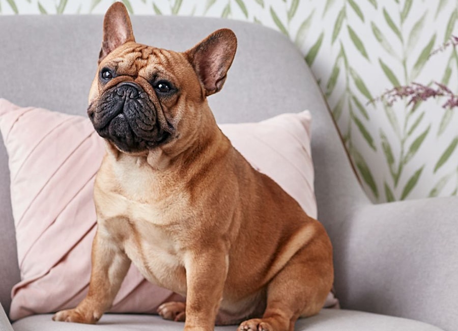 Calling all dog owners! Oscar's Farm will PAY your pooch to test treats and food