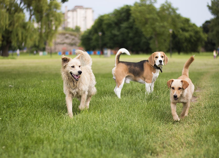 Vet explains why lockdown is causing worrying dog virus to spread around Dublin