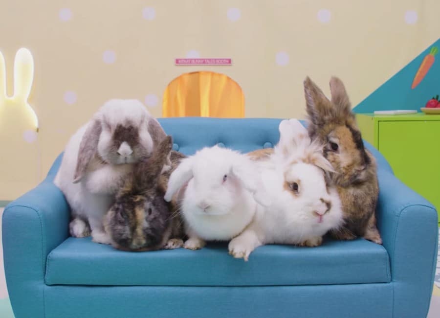 There's a rabbit reality show airing online and it's absolutely gas