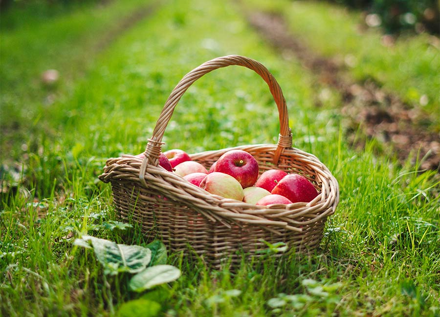 Need a new lockdown project? Adopt a Tree with Pink Lady®