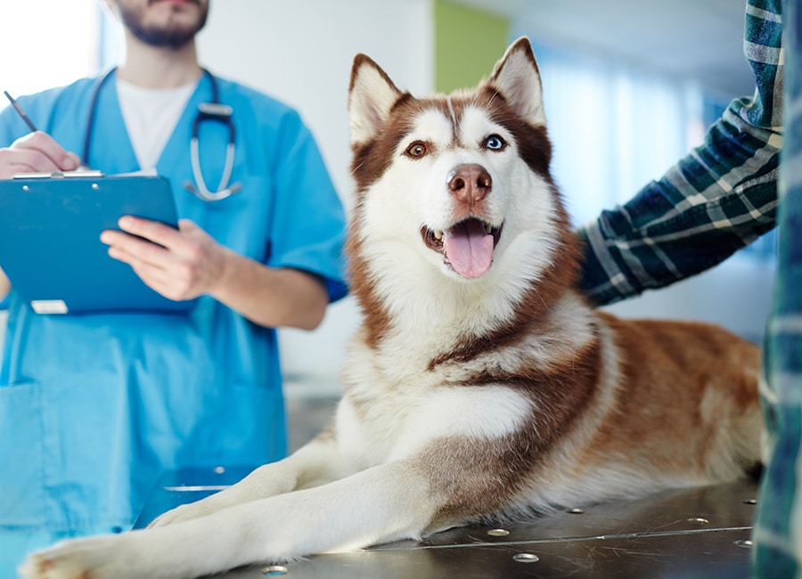 Vet school issues urgent plea for dog blood donations