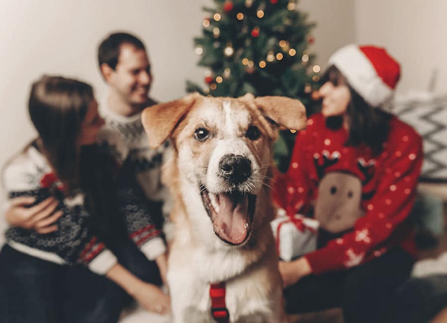Gift Guide: What to get your favourite four-legged friend this Christmas