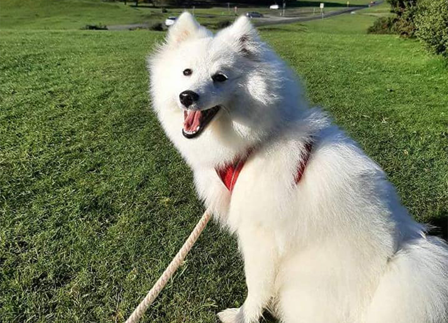 Fur crying out loud! Dog left 'unrecognisable' after shock trim goes wrong