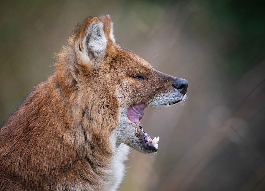 Dublin Zoo Dholes