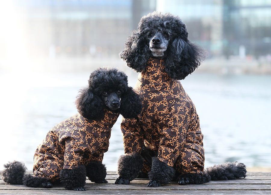 So fetch! New drug said to extend the lives of dogs set for release in 2026