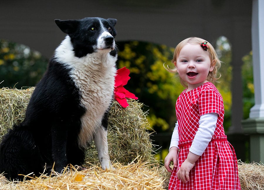 8 top tips for keeping your pets safe at home this Christmas