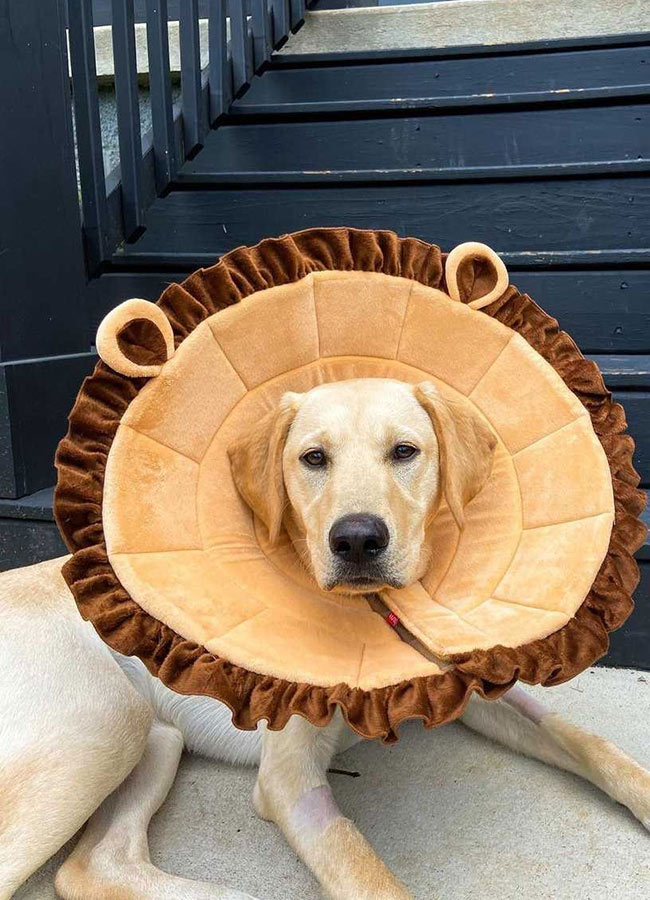 DWTS Dancing with the Stars Anna Claire McGinty Damian McGinty