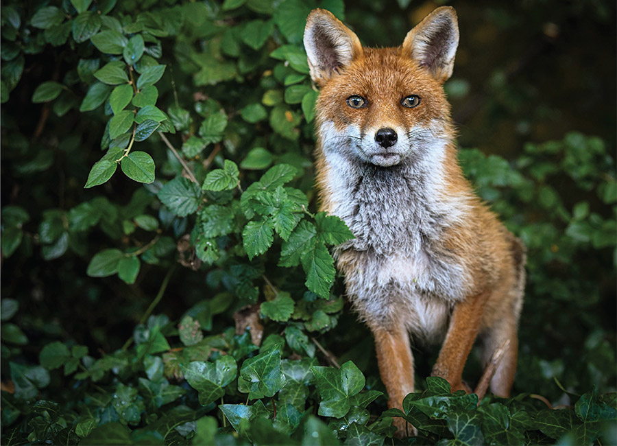 Magical moments from our fields and hedgerows captured by amateur snappers