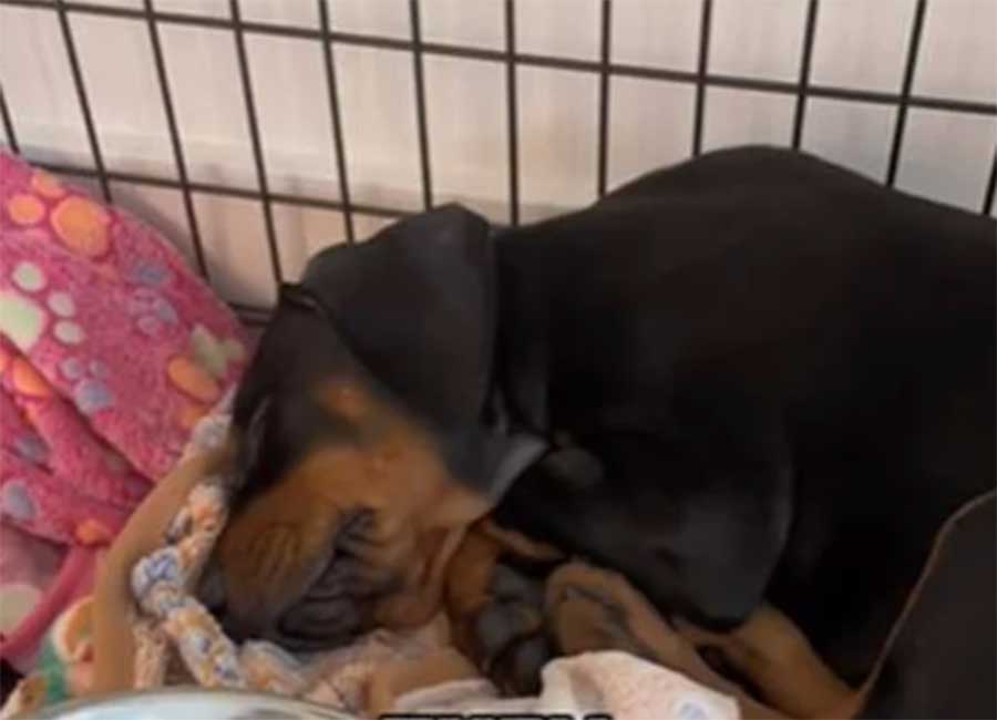 Woman turns down offer of over €180,000 for pet dog asking others would they do the same