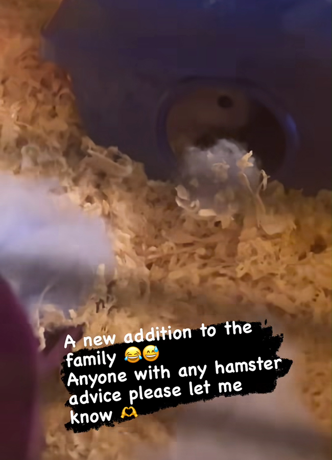 Una Healy shows off her family's new hamster