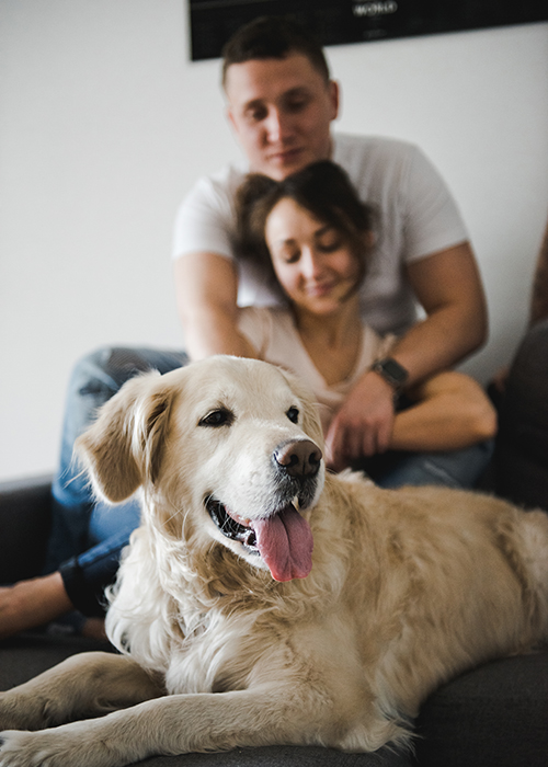 Everyday life at home with dogs, golden retriever