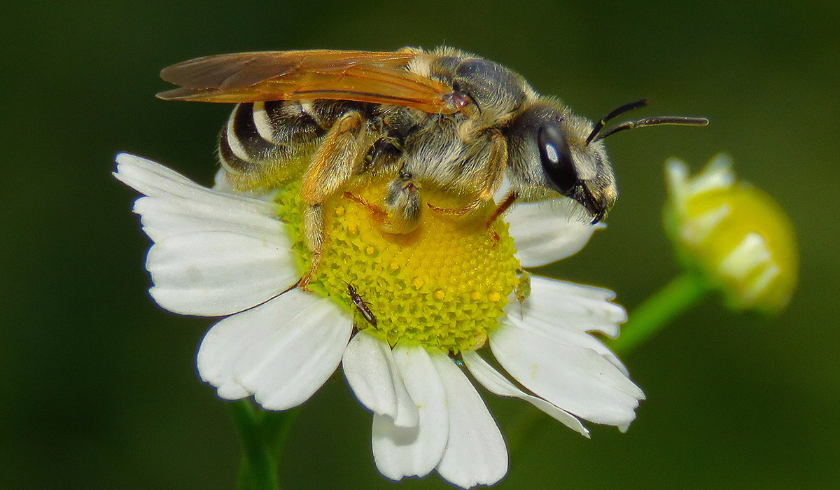 Close-up of bee on yellow flower
