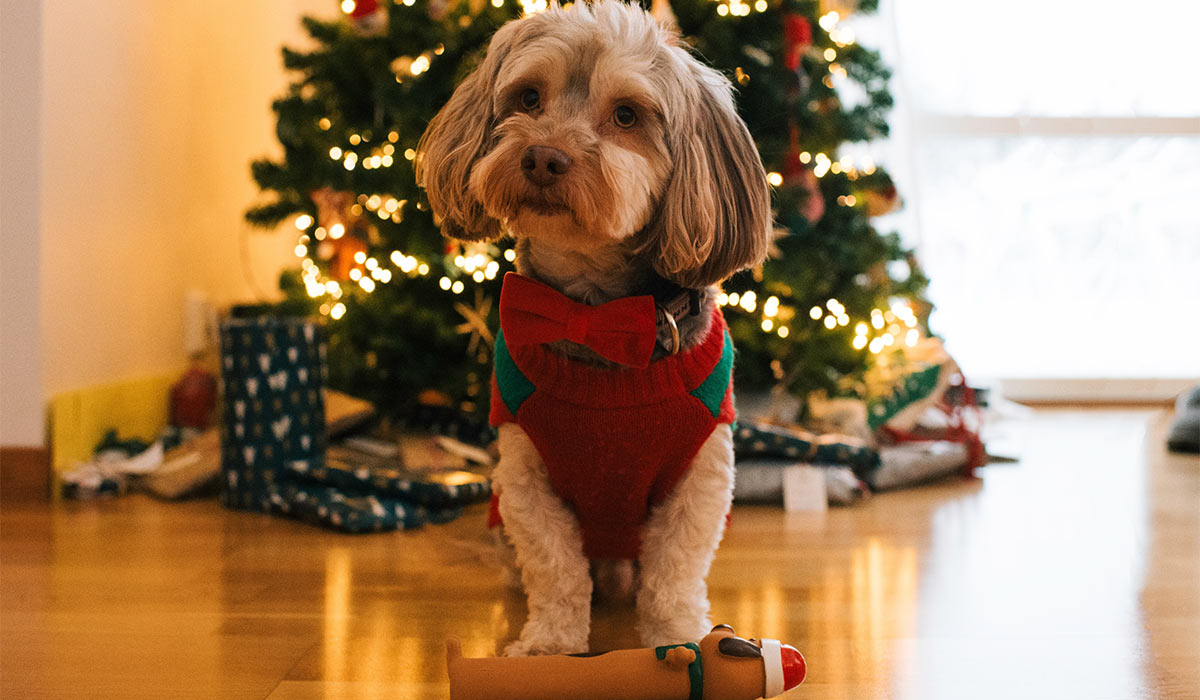 small dog in a jumper and bow tie by a Christmas tree at home