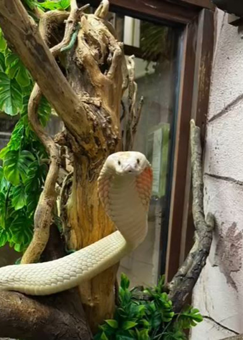 Pic: National Reptile Zoo/Instagram