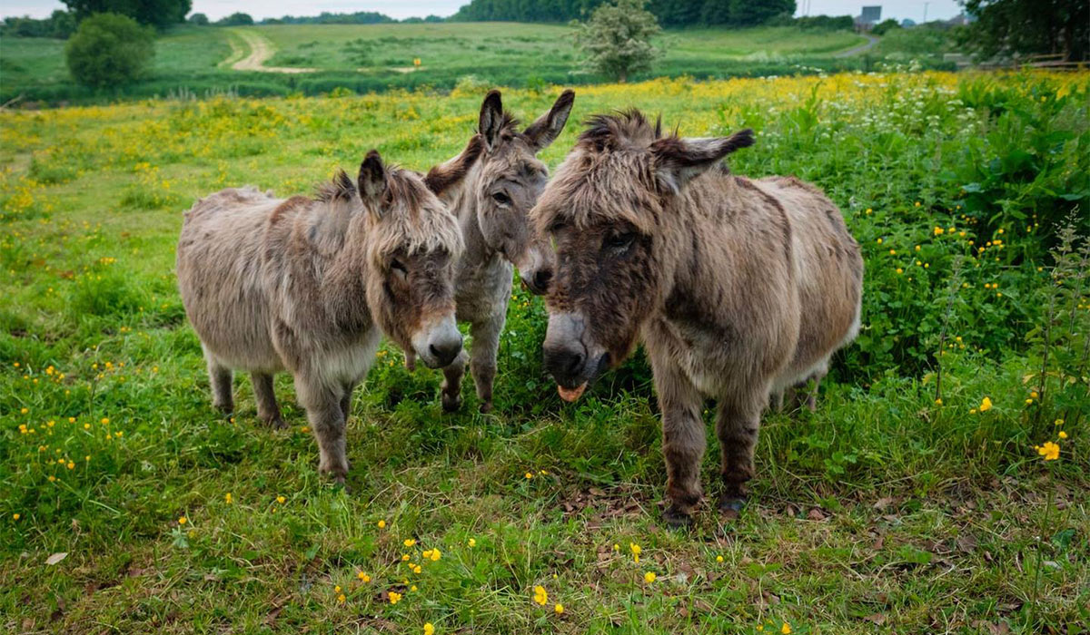 May the FORT be with you in CASTLE TOWN - Trim