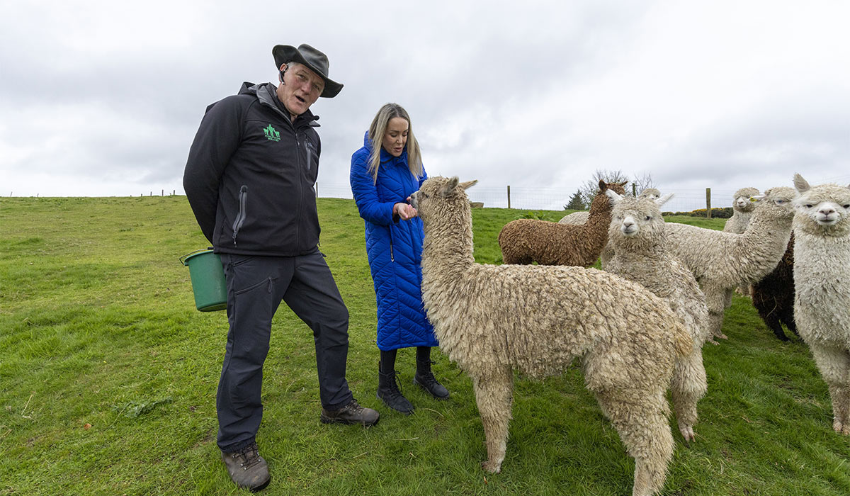 Alpacas with Lisa Brady at K2Alpacas, Newtown Mount Kennedy, Co. Wicklow. Pic: Tom Honan