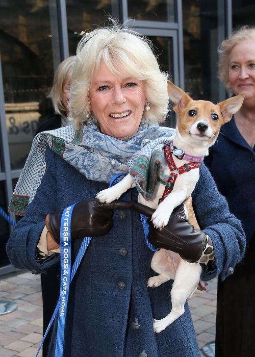 Queen Camilla with her jack russell terrier Bluebell.Pic: Getty
