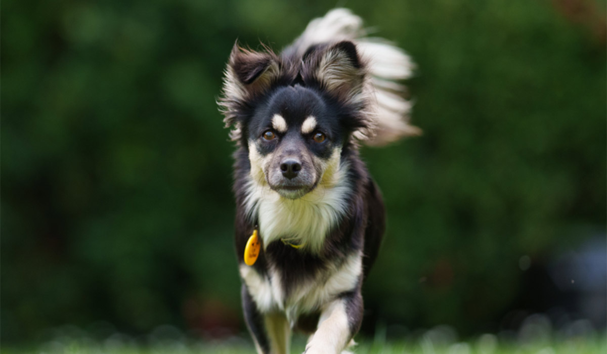 Dogs Trust Ireland. Pic: Supplied