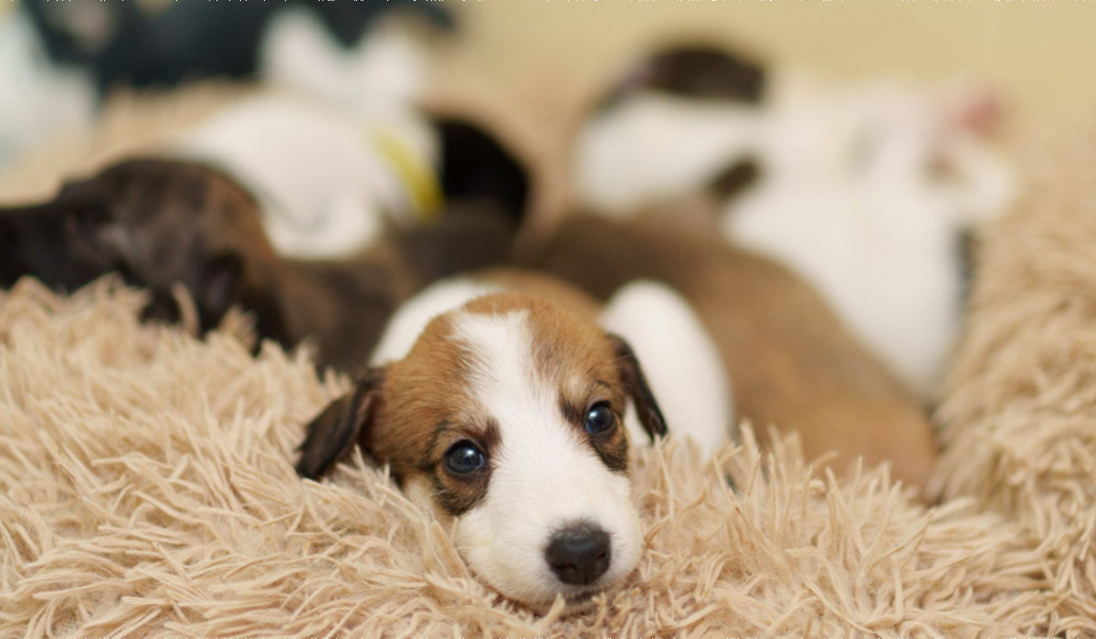 Puppy power! Paws for a Cause event to examine the importance of supporting dog lovers in the workplace