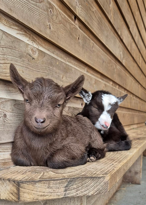 Pic: Kennedy's Pet Farm/Instagram